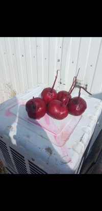 لبو صادراتی در کوهدشت در لرستان در گروه خرید فروش عمده لبو - فروش عمده میوه و سبزی در یکمیوه