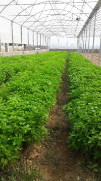 ریحان ایتالیایی وسایر سبزیجات خارجی ارگانیک در باغستان در تهران در گروه خرید فروش عمده سبزیجات - تازه شوید مرزه نعنا گشنیز جعفری در یکمیوه