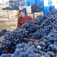 انگورسیاه شانی سنندج وسردشت در تهران در گروه بار بارکن خرید و فروش عمده محصولات کشاورزی باربارکن میوه گوجه در یکمیوه