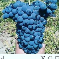 انگورسیاه شانی سنندج وسردشت دیم در تهران در گروه خرید فروش عمده انگور - یاقوتی شانی عسگری بی دانه قرمز در یکمیوه