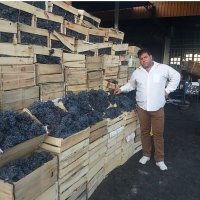 انگورسیاه شانی میوه مجلسی تالار در تهران در گروه خرید فروش عمده انگور - یاقوتی شانی عسگری بی دانه قرمز در یکمیوه