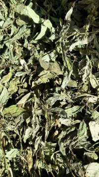 ریحان ایتالیایی تازه خشک شده در تهران در گروه خرید فروش عمده سبزیجات - تازه شوید مرزه نعنا گشنیز جعفری در یکمیوه