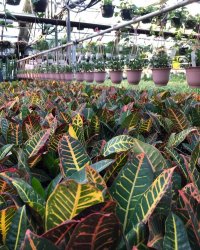 آموزش پرورش گیاهان آپارتمانی در تهران در گروه سایر خدمات - حوزه محصولات کشاورزی و دامپروری در یکمیوه