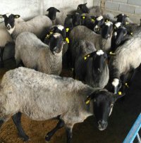 دوره آموزشی پرورش گوسفند رومانف در تهران در گروه گاو و گوسفند و میش و بز کهره گوساله سمینتال در یکمیوه