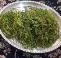 ضایعات سبزی در قم در گروه خوراک دام و طیور - پرواری شیری علوفه یونجه در یکمیوه