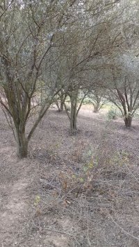 آگهی مشابه خریدار چوب درخت باغی در گرگان در گروه خرید فروش عمده سایر محصولات باغبانی مرکبات در یکمیوه