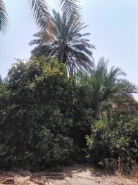 3500 مت باغ پرتقال و نخل در عنبرآباد در گروه باغ و باغچه - کشاورزی باغبانی میوه خرید فروش در یکمیوه