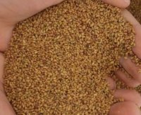 بذر یونجه در مهدی شهر در گروه خرید فروش بذر - انواع محصول کشاورزی گوجه کتان میوه درخت در یکمیوه