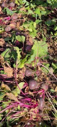 لبو درجه یک در شیراز در گروه خرید فروش عمده لبو - فروش عمده میوه و سبزی در یکمیوه