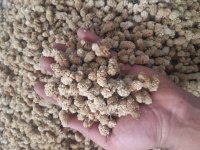 فروش توت خشک در نجف آباد در گروه خرید فروش عمده توت - خرید شاتوت سفید طلایی موزی قرمز در یکمیوه