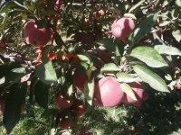 سیب پاییزه سفید و قرمز مراغه در آذربایجان شرقی در گروه خرید فروش عمده سیب - زرد و قرمز گلاب پاییزه در یکمیوه