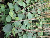 فروش نهال کیوی هایوارد در گیلان در گروه خرید فروش عمده کیوی - صادراتی مازندران تنکابن تالش در یکمیوه