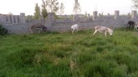 فروش الاغ در مازندران در گروه اسب و الاغ خر و فروش قاطر- ترکمن عربی سفید نر و ماده در یکمیوه