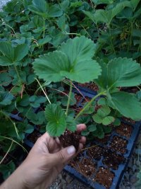 نشا توت فرنگی سابرینا در ارومیه در گروه سایر محصولات فرنگی فروش عمده در یکمیوه