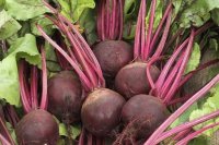 فروش عمده لبو درجه یک در فلاورجان در گروه خرید فروش عمده لبو - فروش عمده میوه و سبزی در یکمیوه