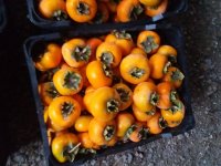 فروش خرمالوی عسلی و سالم در بره سر در گروه خرید فروش عمده خرما - کبکاب تازه زاهدی خشک خارک در یکمیوه