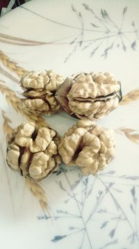 گردو خوب تازه خشک شده کاغذی در زنجان در گروه گردو - کاغذی سنگی سوزنی خوشه ای توسرکان در یکمیوه