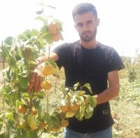 نهال گلابی در میاندوآب در گروه سایر محصولات خاک و تغذیه و نهال در یکمیوه