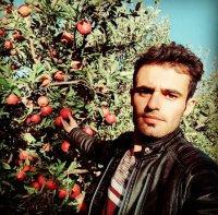 نهالستان سیمین نهال سبز در میاندوآب در گروه خرید فروش نهال - انواع گردو پسته بادام سلطانی انگور در یکمیوه