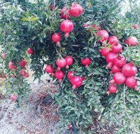 فروش انار درجه یک ملس در بهشهر در گروه خرید فروش عمده انار - ساوه شیراز شیرین ترش در یکمیوه