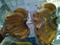 سوپرمیوه امید در اسلامشهر در گروه خرید فروش عمده انار - ساوه شیراز شیرین ترش در یکمیوه