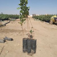 نهالستان پسته مرادی در جنگل در گروه خرید فروش عمده نارگیل آناناس - سبز تازه خشک قهوه ای در یکمیوه