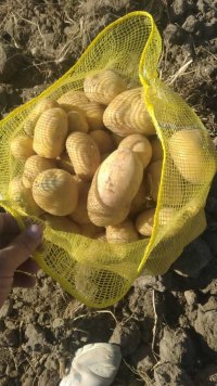 سیب زمینی درجه یک سوپر بار در صفاشهر در گروه خرید فروش عمده سیب زمینی - زودرس دیررس آگریا اسپریت اردبیل همدان در یکمیوه
