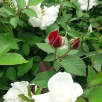 فروش گل نسترن  در الیگودرز در گروه خرید فروش عمده انواع گل - پروش قاشقی موسی ساکولنت بن سای در یکمیوه