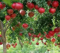 انار شیرین و تازه در مشهد در گروه خرید فروش عمده انار - ساوه شیراز شیرین ترش در یکمیوه