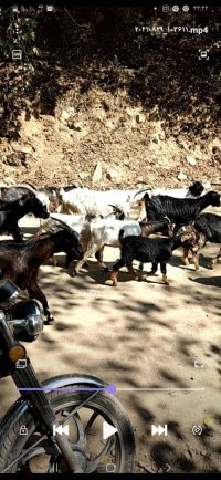 فروش 30 عدد بز و بزغاله سالم تازه در رضوانشهر در گروه گاو و گوسفند و میش و بز کهره گوساله سمینتال در یکمیوه