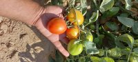فروش گوجه دو رنگ درجه یک فارس در ایرانشهر
