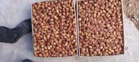 خرما زاهدی دونم گوشتی در آذرشهر