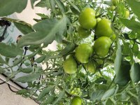 گوجه فرنگی گلخانه‌ای سبز در رباط کریم در گروه خرید فروش عمده گوجه فرنگی - فرنگی سبز قرمز سیاه کبابی ربی در یکمیوه