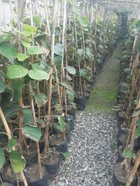 نهال کیوی پیوندی و بذر در تنکابن در گروه خرید فروش عمده کیوی - صادراتی مازندران تنکابن تالش در یکمیوه