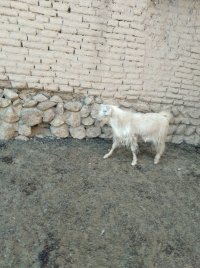 فروش کهره نرچاق تعداد 13 راس در اردکان در گروه حیوانات خانگی - خرید و فروش در یکمیوه