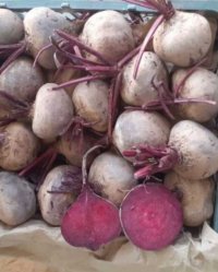 آگهی مشابه فروش لبو چغندر قرمز در مرودشت در فارس در گروه خرید فروش عمده لبو - فروش عمده میوه و سبزی در یکمیوه