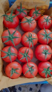 تولید و تامین گوجه در نرماشیر در گروه خرید فروش عمده گوجه فرنگی - فرنگی سبز قرمز سیاه کبابی ربی در یکمیوه