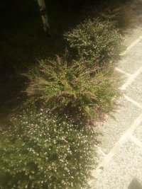 کلیه کارباغبانی صفرتاصد درنوشهر در مازندران در گروه سایر خدمات - حوزه محصولات کشاورزی و دامپروری در یکمیوه