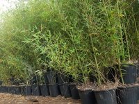 نهال بامبو همیشه سبز در لاهیجان در گروه خرید فروش عمده سایر محصولات زراعی سر زمین در یکمیوه