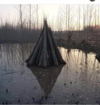 نهال صنوبر ممتاز در لاهیجان در گروه خرید فروش عمده سایر محصولات زراعی سر زمین در یکمیوه