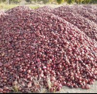 آگهی مشابه فروش 20 تن پیاز قرمز درجه یک در شیراز در گروه خرید فروش عمده پیاز - قرمز سفید زرد ترشی تازه انباری در یکمیوه