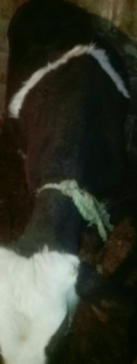 گوساله مور ماده به رنگ قرمز در مراغه در گروه دام سنگین - خرید فروش عمده جزیی در یکمیوه