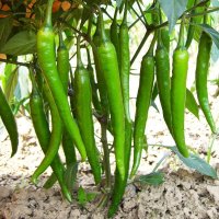 فروش 3 تن فلفل سبز شیرین در بوشهر در گروه خرید فروش عمده فلفل - تند شیرین قرمز سیاه سبز سفید در یکمیوه