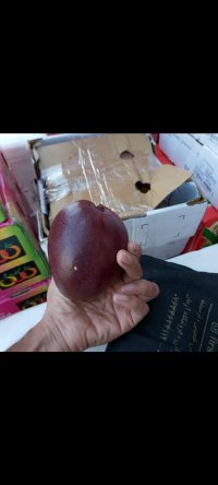 آگهی مشابه انبه قرمز کارتن 6 عددی در بندرعباس در گروه خرید فروش عمده انبه - قرمز سبز گیلان هسته پاکستان در یکمیوه