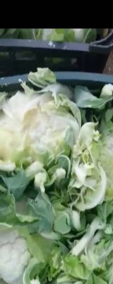 فروش گل کلم پی اس در گتوند در گروه خرید فروش عمده گل کلم - سفید بنفش شور ترشی در یکمیوه