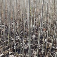 نهال صنوبر نیگرا دارچینی در آستانه اشرفیه در گروه خرید فروش عمده سایر محصولات باغبانی مرکبات در یکمیوه