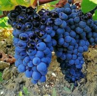 شرکت نهالستان سیمین نهال سبز در آذربایجان غربی در گروه خرید فروش نهال - انواع گردو پسته بادام سلطانی انگور در یکمیوه