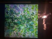 نهال گردو بادام پسته صنوبر و  در نهاوند در گروه خرید فروش نهال - انواع گردو پسته بادام سلطانی انگور در یکمیوه