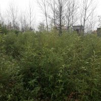 نهال بامبو یا خیزران با ریشه در لاهیجان در گروه خرید فروش نهال - انواع گردو پسته بادام سلطانی انگور در یکمیوه