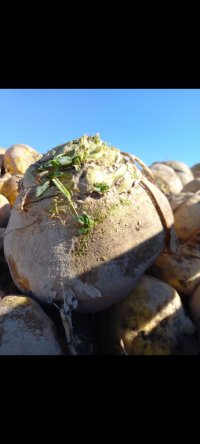 چغندر دامی شلغم دامی در اصفهان در گروه خوراک دام و طیور - پرواری شیری علوفه یونجه در یکمیوه